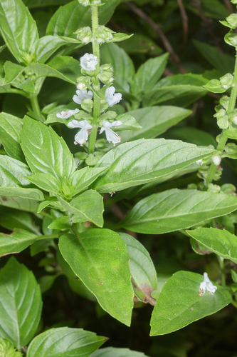 Albahaca