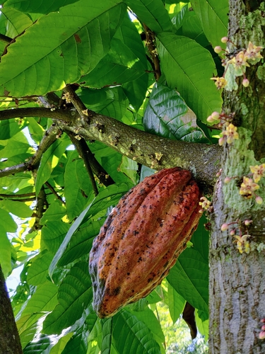 Cacao