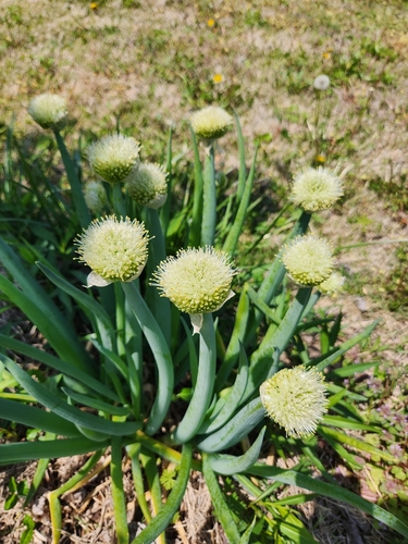 Cebollina