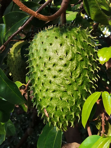 Guanábana
