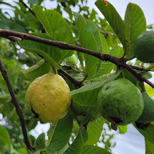 Guayaba