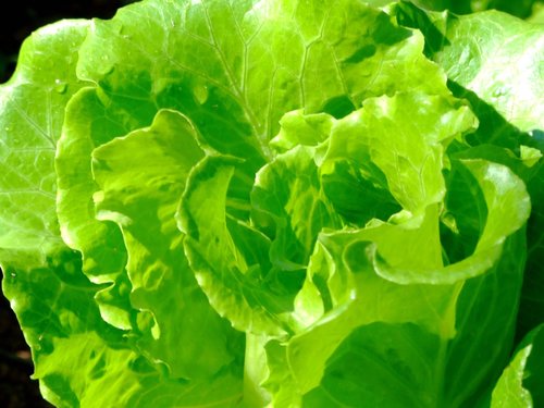 Lechuga