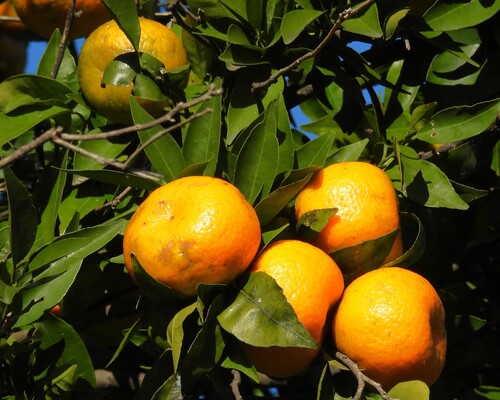 Mandarina