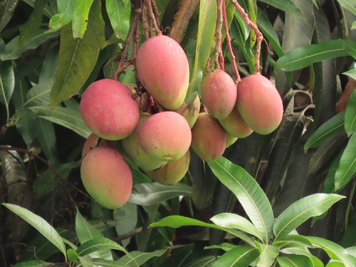 Mango