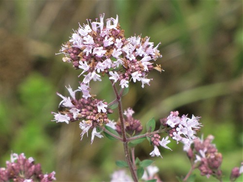 Orégano