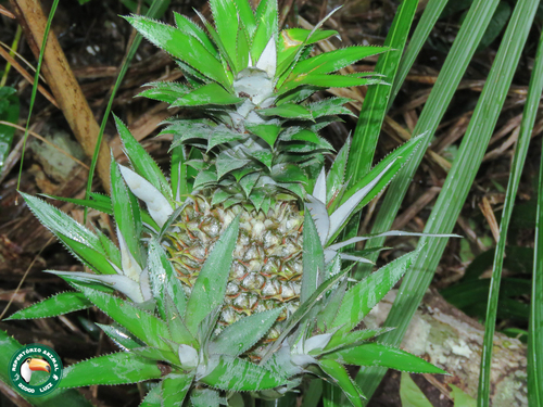 Piña