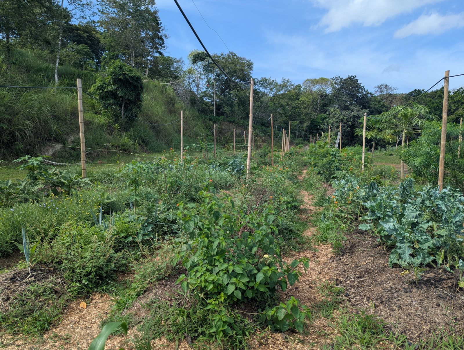 Beds and crops on the farm