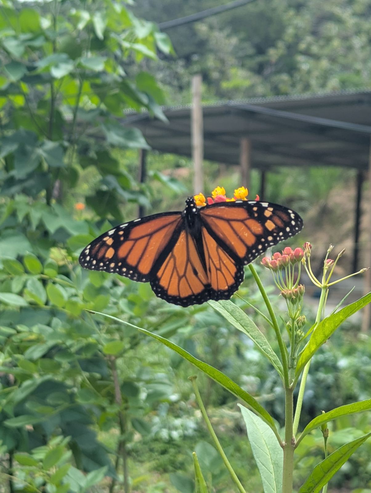 Butterfly and life in the garden