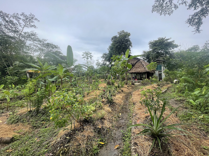 Agroforestería en Coquira