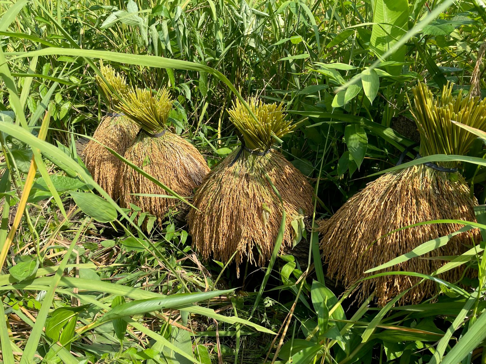 Manojos de arroz cosechado