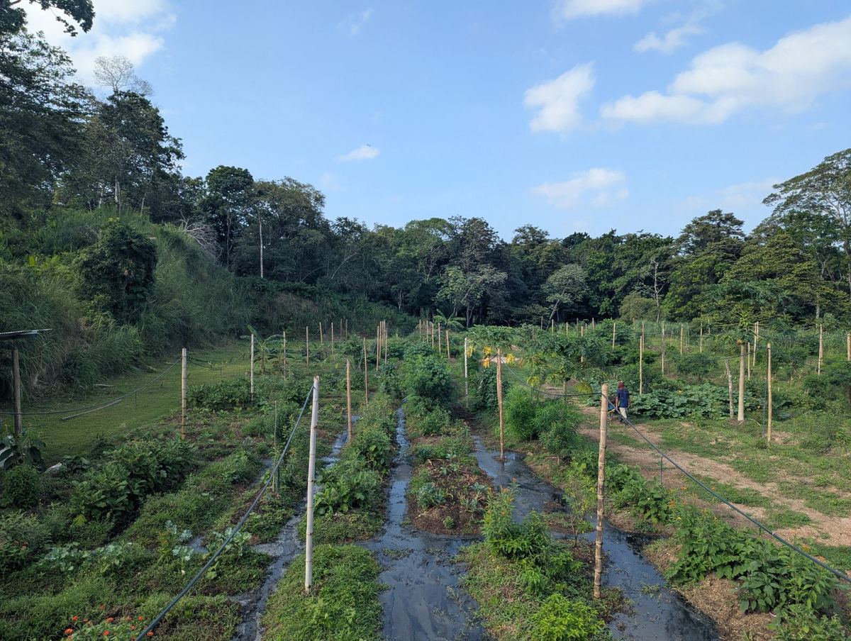 Camas con riego en la huerta