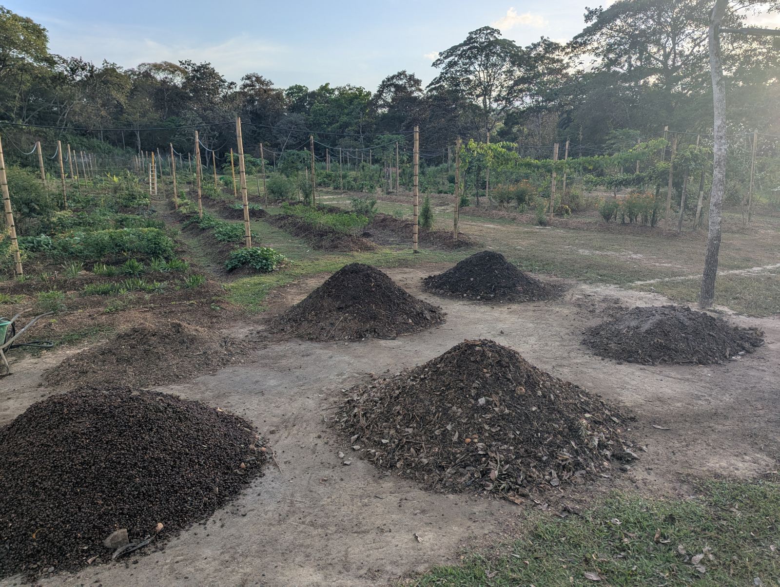 Compost piles on the farm
