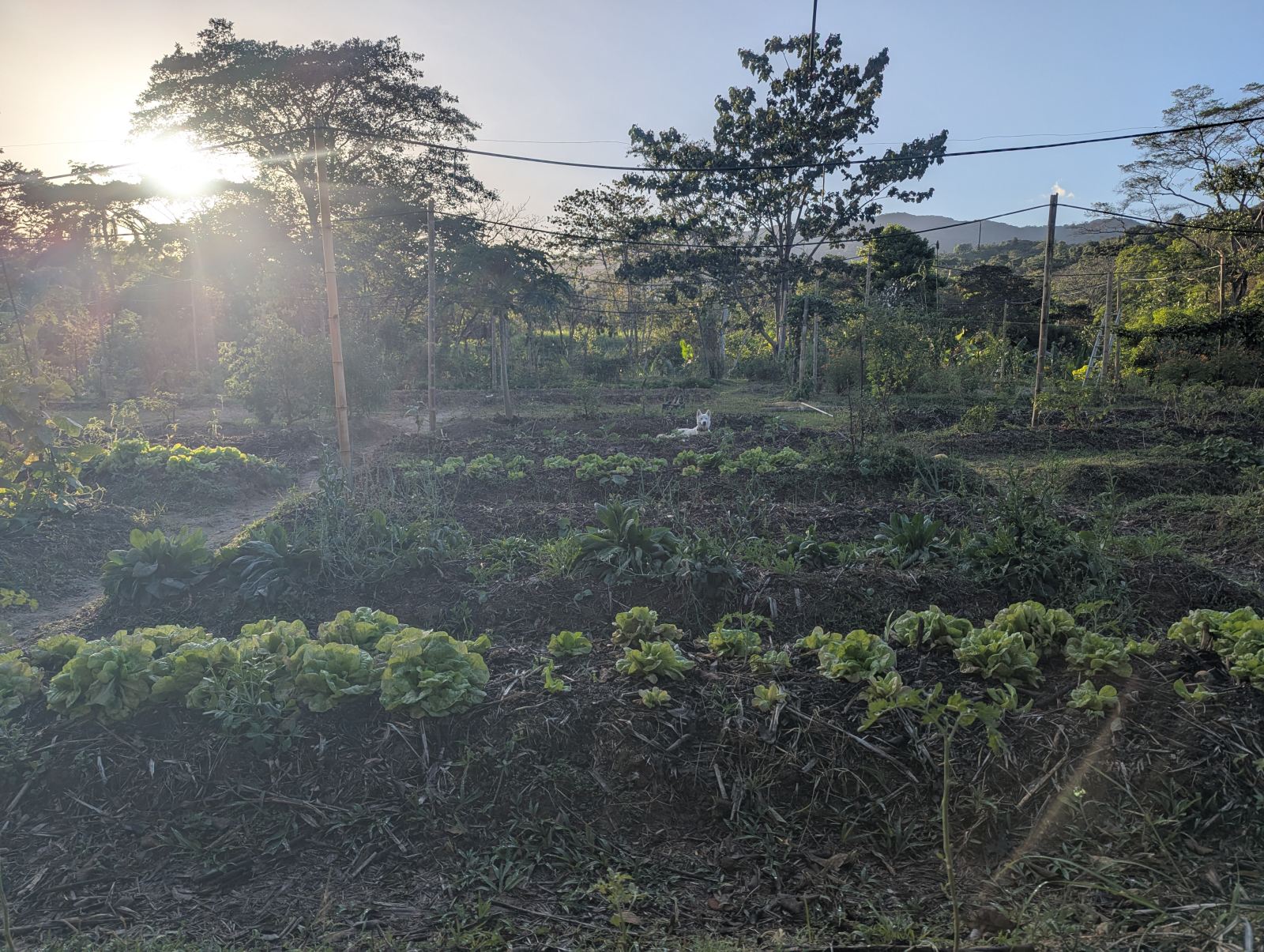 Camas de lechuga al sol