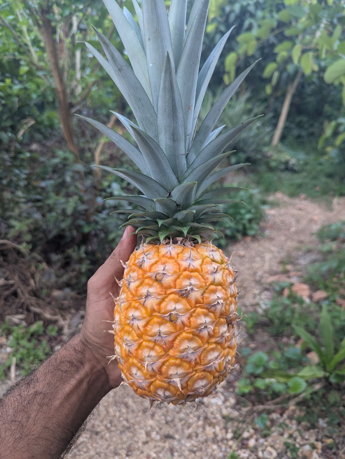 Piña cosechada en la finca