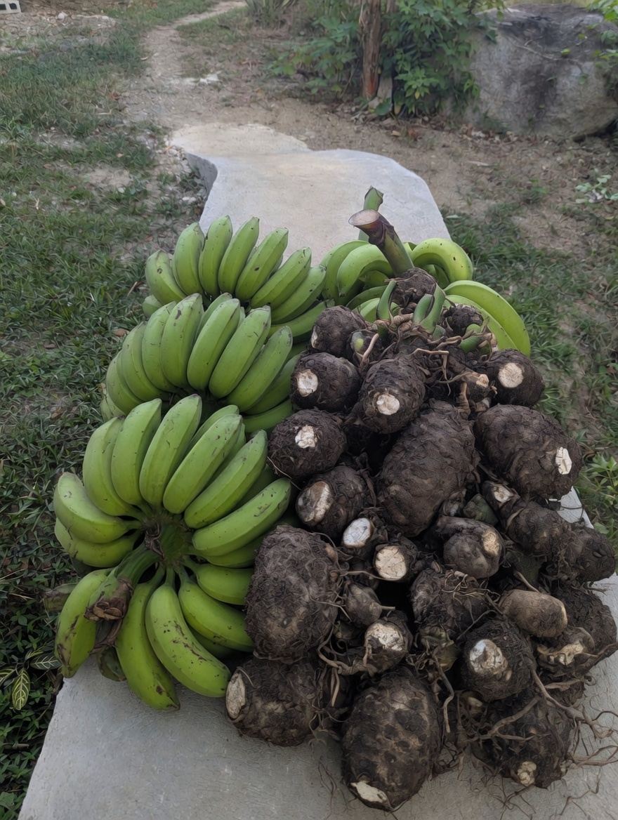 Plátano y yuca recién cosechados