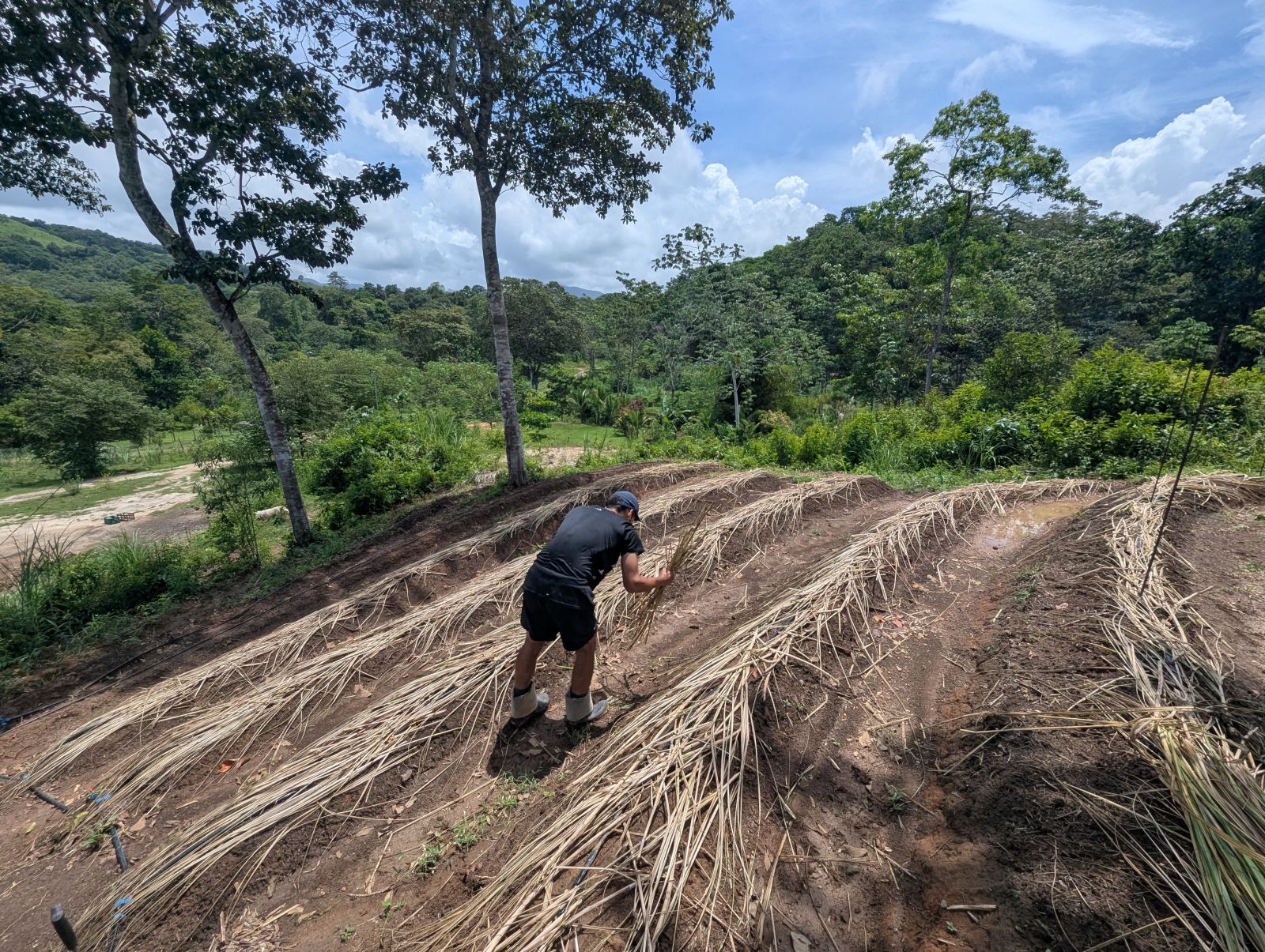 Terrazas con mulch de paja en la finca