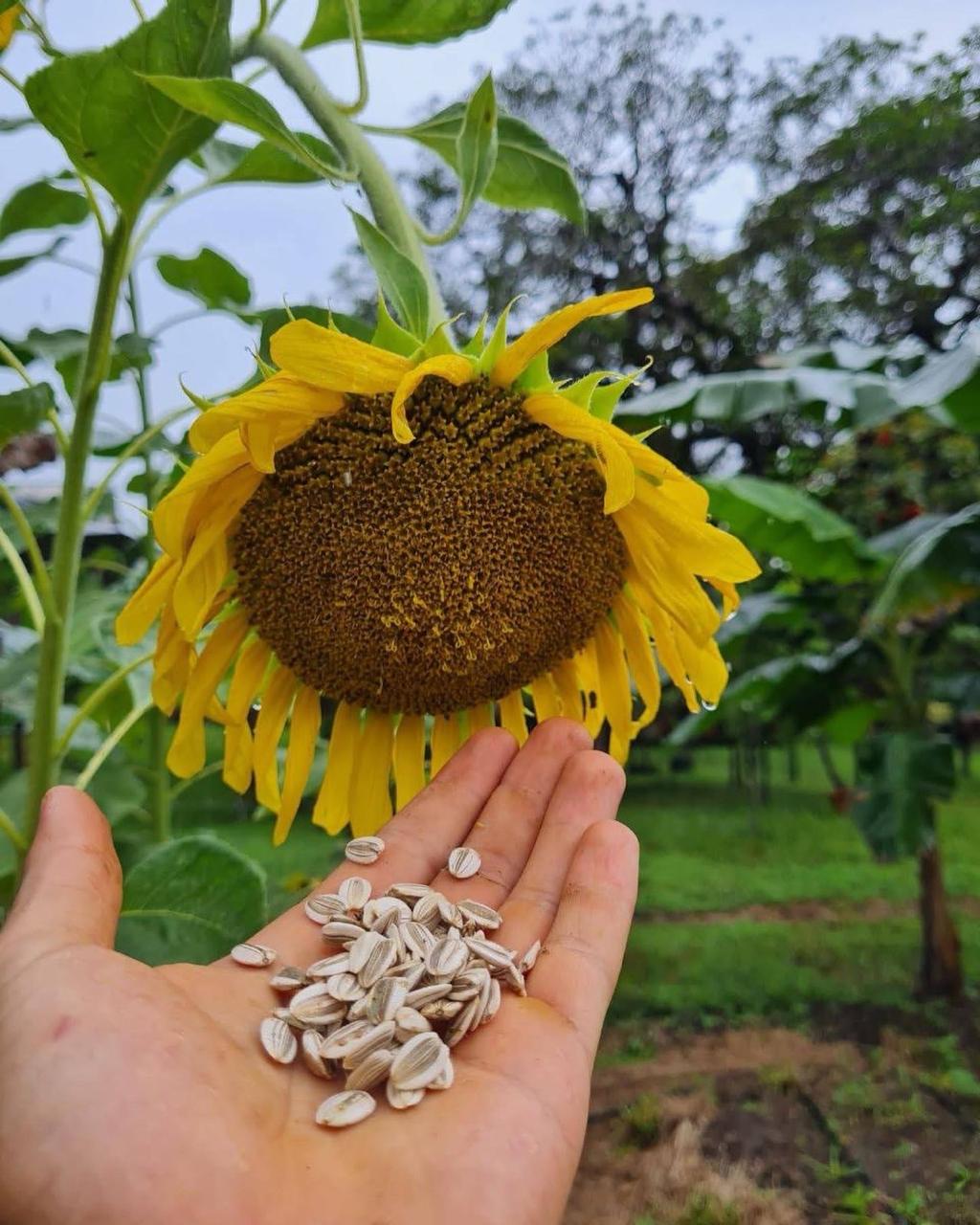 Cultivo en finca de Hierbawena