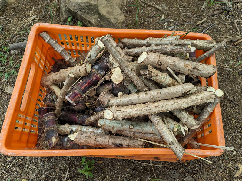 Cultivo de yuca y restos de cosecha